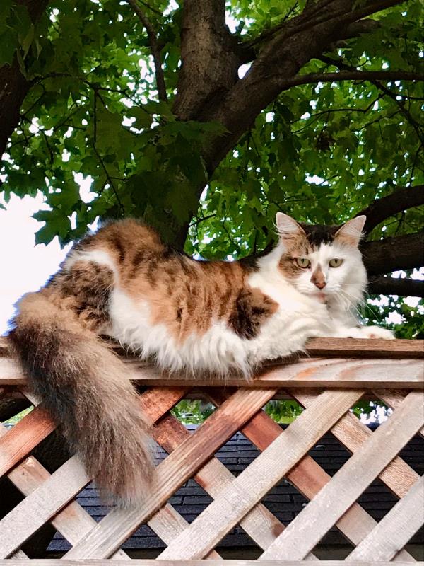 /Images/uploads/Humane Rescue Alliance/HRACalendarPhotoContest/entries/8374thumb.jpg